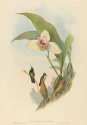 Myiabeillia typica アベイユのハミングバード。クリエイター。ジョン・グールド、ヘンリー・コンスタンティン・リヒター