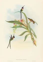 Tharmastura enicura Slender Shear-Tail。 作成者: ジョン・グールド、ヘンリー・コンスタンティン・リヒター。