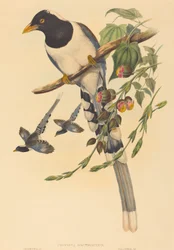 Urocissa magnirostris、おそらく 18501883。作成者: John Gould、Henry Constantine Richter。