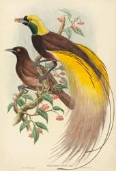 楽園の鳥 Paradisea apoda（1875年～1888年発行）。クリエイター。ジョン・グールド、ウィリアム・マシュー・ハート