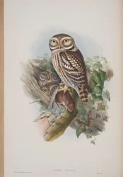 ジョングールドによる英国の鳥のプレートからのアテネノクトゥア、1862〜73年公開（手彩色のリソ）