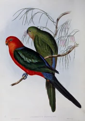 オーストラリアのキングパロット（Alisterus scapularis）、ジョン・グールド（1804-1881）とヘンリー・コンスタンティン・リヒター（1821-1902）の彫刻作品。イギリス