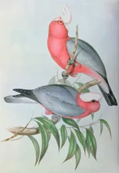 アジアの鳥
