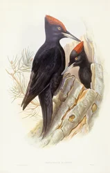 クマゲラ（Dryocopus martius）、ジョン・グールドによる版画