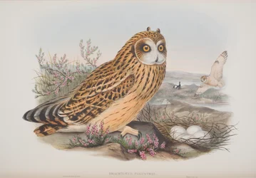 Brachyotus Palustris、ジョングールド著英国の鳥のプレート、1862〜73年公開（手塗りのリソ）