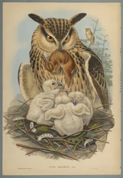 Bubo Maximus：フクロウ（織り紙にカラーリソ）