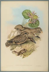 Caprimulgus Mahrattensis、Nightjar（織り紙にカラーリソ）