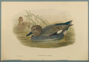 Chaulelasmus Strepera：Gadwell Ducks（織り紙にカラーリソ）