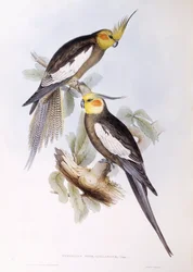 オカメインコ（Nymphicus hollandicus）、ジョン・グールドによる版画