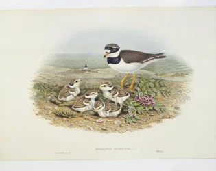コモン・リングド・チドリ（Charadrius hiaticula）、イラスト