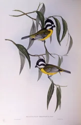 モズク（Falcunculus frontatus）、ジョン・グールドの版画