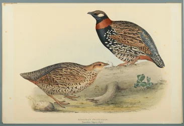 Francolinus Vulgaris（Briss）：ヨーロッパフランコリン（織り紙にカラーリソ）