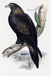 イヌワシ（Aquila chrysaetos）、リトグラフ、ジョン・グールド（1804-1881）作「Birds of Australia and Great Britain」より、イギリス