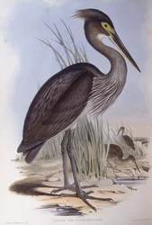 ゴイサギ（Ardea sumatrana）、ジョン・グールド氏によるエングレーヴィング