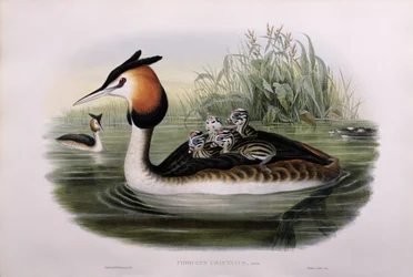 カンムリカイツブリ（Podiceps Cristatus）（手塗りのlitho）