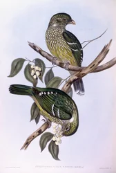 グリーンキャットバード（Ailuroedus crassirostris）、ジョン・グールドによるエングレーヴィング