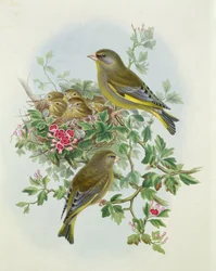 Greenfinch、1873（トイレ、紙に鉛筆）