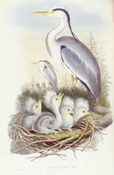グレイヘロン（Ardea cinerea）、ジョン・グールドによる彫刻
