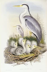 グレイヘロン（Ardea cinerea）、ジョン・グールドによる彫刻