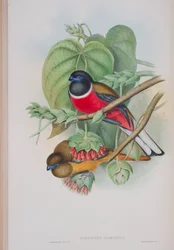 Harpactes Fasciatus、ジョングールドによる英国の鳥のプレート、1862〜73年公開（手塗りのリソ）