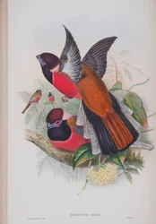 Harpactus Diardi、ジョングールド著英国の鳥からの版、1862〜73年公開（手彩色のリソ）