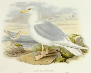 アイスランドカモメ（Larus glaucoides）、ジョン・グールド氏によるエングレーヴィング