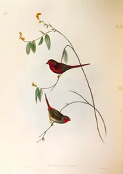ジョン・グールド著「オーストラリアの鳥」より、クリムゾン・フィンチNeochmia phaetonを描いたイラスト、カラー・エングレーヴィング。