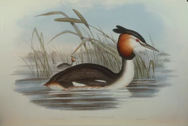 ジョン・グールド著「オーストラリアの鳥」より、オスカー・ドレスラーが描いたサザンカンムリカイツブリPodiceps cristatus australisのイラスト。