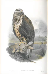 Archibuteo Lagopus（オオノリ）のイラスト