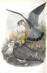 Falco Aesalon（Merlin）のイラスト
