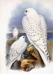 鷹のイラスト、1873