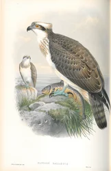 Pandion Hallaetus（ミサゴ）のイラスト