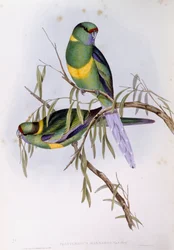 Mallee ringneck (Platycercus or Barnardius barnardi), John Gouldによるエングレーヴィング