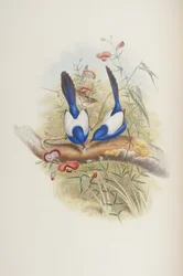 Malurus leuconotus、ジョングールド作「オーストラリアの鳥」（1840年）