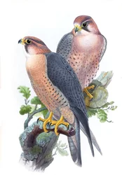 ハヤブサ、（ハヤブサ）Falco peregrinus babylonicusスクレーター
