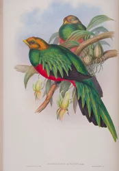 Pharomacrus Auriceps、ジョングールドによるイギリスの鳥のプレート、1862〜73年公開（手塗りのリソ）