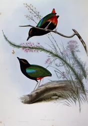 レインボーピッタ（Pitta iris）、「Birds of Australia」の刻印