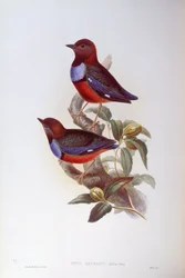 レッドベルド・ピッタ（Pitta erythrogaster）、ジョン・グールドによるエングレーヴィング