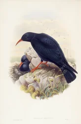 レッドビルド・チャウ（Pyrrhocorax pyrrhocorax）、ジョン・グールドによるエングレーヴィング