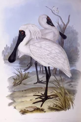 ロイヤル・ヘラサギ（Platalea regia）、ジョン・グールドの版画