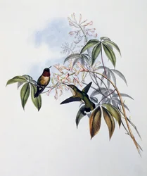 ルビー色のハチドリ（Archilochus colubris）、ジョン・グールド（1804-1881）による「Monograph of Trochilidae or Humming Birds」（1849-1861）からの抜粋、イギリス