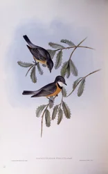 赤毛のウィスラー（Pachycephala rufiventris）、ジョン・グールドによるエングレーヴィング