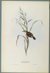Salicaria Phragmatis：Sedge Warbler（織り紙にカラーリソ）