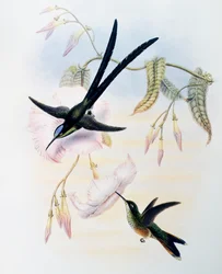 ハサミオハチドリ（ヒロニンファ・マクロセルカ）、ジョン・グールド（1804-1881）著『ハチドリ科またはハチドリ類のモノグラフ』（1849-1861）より、イギリス