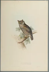 Scops Aldrovandi-Scops Eared Owl（織り紙の色リソ）