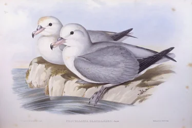サザンファルマー（Fulmarus glacialoides）、ジョン・グールド氏によるエングレーヴィング