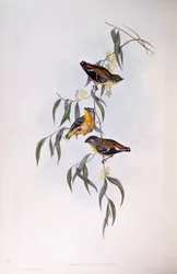 斑点のあるパルダローテ（Pardalotus punctatus）、ジョン・グールドの版画