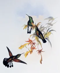 シマオハチドリ (Eupherusa eximia)、ジョン・グールド (1804-1881) の『ハチドリ科またはハチドリ類のモノグラフ』(1849-1861) より、英国