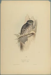 Strix Pafsernia-Noctua（織り紙にカラーリソ）