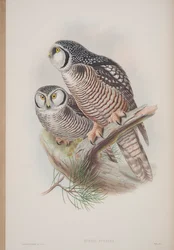 ジョングールド著「イギリスの鳥」のプレートであるスルニアフネレアが1862年から73年に公開（手彩色のリソ）